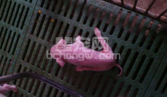 仔猪八字腿不及时治疗，你可能就会失去它哦！
