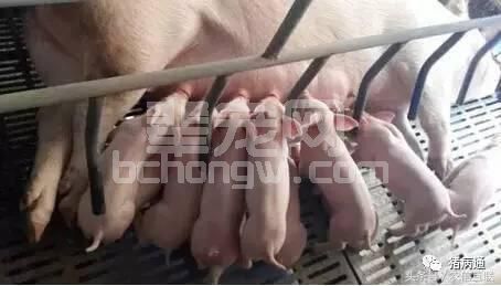 严冬时节母猪分娩，做好两个“处理”母子健康很轻松！