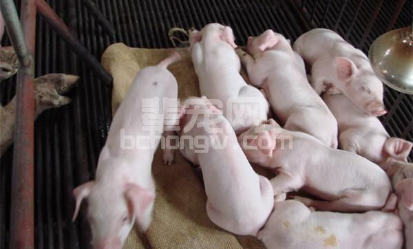 这样给仔猪断奶，仔猪不生病、体重大