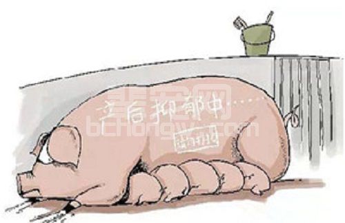母猪生产完之后食欲差怎么办？四大妙招轻松解决产后顽疾！