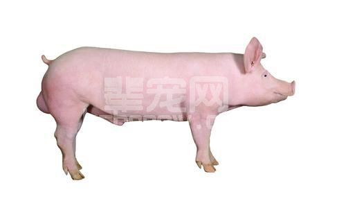 养殖户必知：如何提高母猪的产仔和成活率