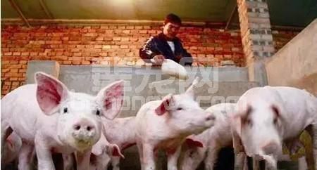 想提高PSY的养猪人看这里！