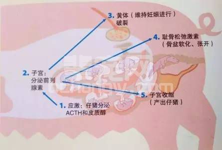 产程中出现死胎需要注意的问题