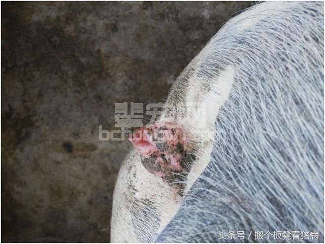 驾驭猪病—母猪催情方法精简版，看后不再走弯路