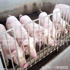 乳猪体质差，问题究竟出在哪？