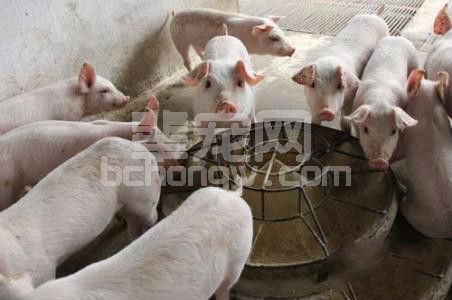 猪不爱吃怎么办？巧用妙招来调理！绝对有疗效！