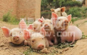 养猪对症治疗与对因治疗有哪些不同