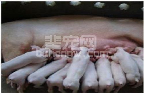 如何提高仔猪的断奶窝重，以下方法值得借鉴...