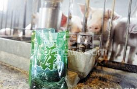 养猪户用茶叶养猪，催肥加提高肉质！