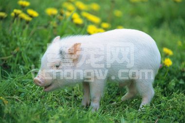 给猪驱虫要怎么做才能效果最好？