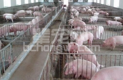 专业养肥猪的猪场每年需投入多少钱？年利润多高？