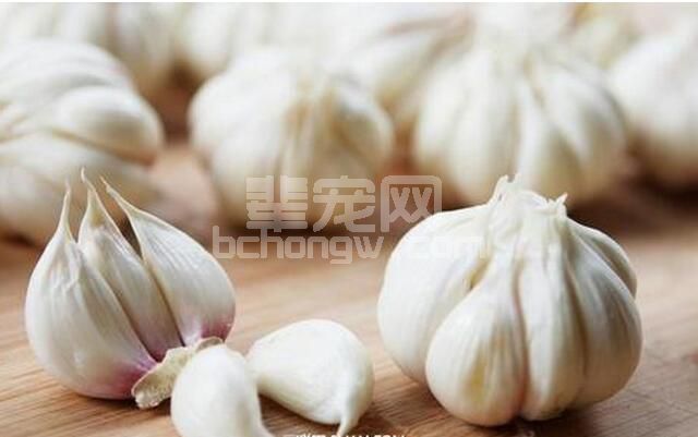 大蒜能用来给猪治病？以前的蒜白种了