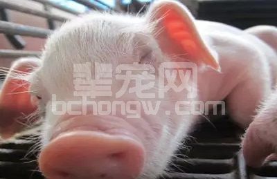 仔猪补铁：后腿内侧PK颈部肌肉注射