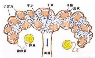 小猪出生后不能立即断脐带，回挤脐带血是错的