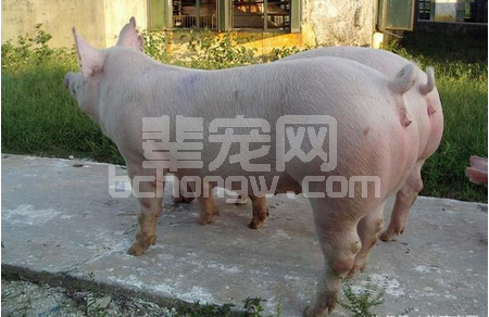 母猪发情高潮的鉴定与配种时机的把握