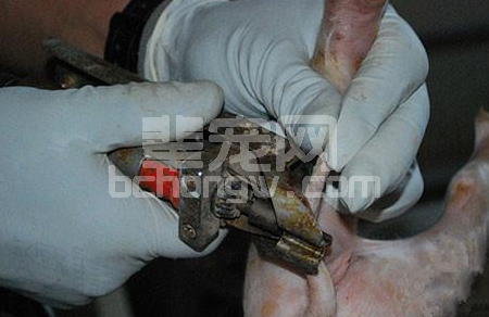 小猪为什么要断尾及6个详细的操作步骤