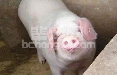 猪场饲养管理的一些小指标，你达标了吗？