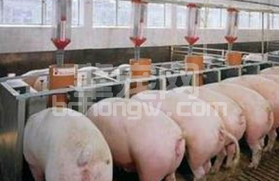 两个理由告诉你养猪要这样养，早知道少走10年的弯路