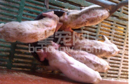 断奶仔猪的腹泻发生的原因与解决方案