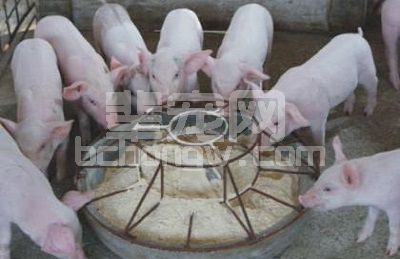 养殖技术：发酵饲料给动物生产带来了什么？