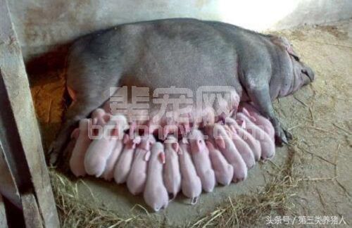 养猪技术：冬季猪场小猪保温箱改造建议