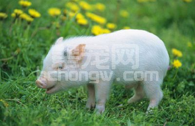 知道吗？六大现象，说明你的猪可能受冷了！