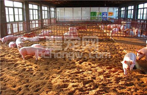 提高养猪场效益有哪些值得学习的方法？