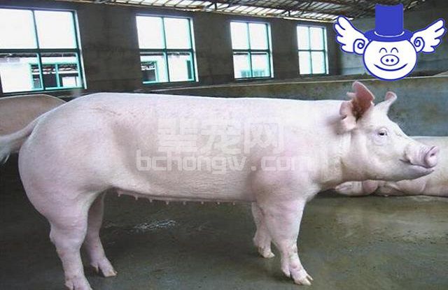 母猪产后食欲差怎么办？四大妙招轻松解决产后顽疾！