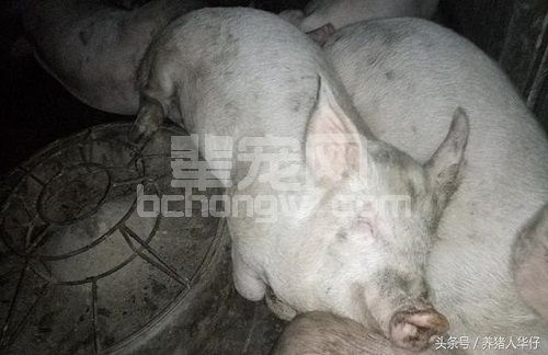 冬天到了养猪人你用了这些 一本万利的养猪方法了吗