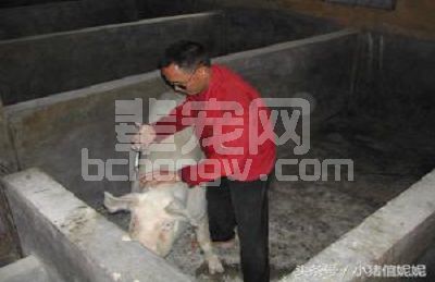 妙招！妙招！六个实用养猪小技巧，手把手教给你