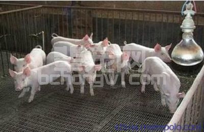 经验养猪户教你如何降低养猪成本，回本多赚！