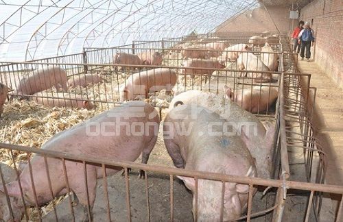 什么是生态养猪技术，其优势和主要特点在哪里？
