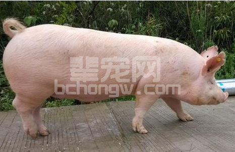 你是否你了解后备母猪营养特点