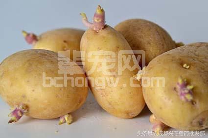关于猪饮食方面的知识，让我来告诉你