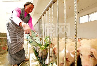 养了这么多年的猪，你真的了解各阶段的采食量、环境温度、饮水量？