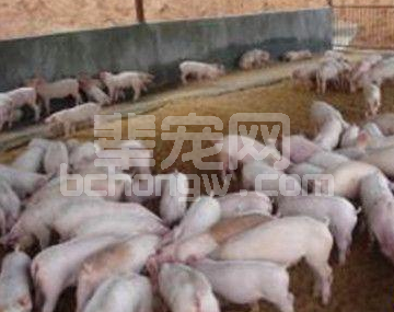 外购猪苗的饲养管理