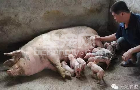 隔壁猪场老王，教你如何养猪！