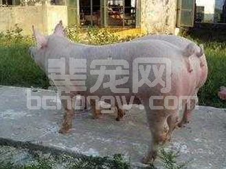 后备母猪不发情怎么办？教你几招催情技术！