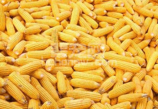 玉米价格起伏任性波动 种植户处境艰难
