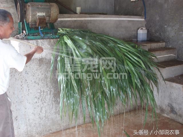 农村老汉几十年的养猪经验，猪养的个个膘肥体健