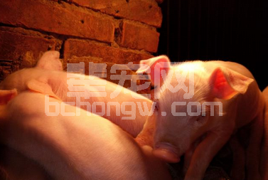 五种诱食大法，让你的仔猪提前断奶三天，提高出栏量