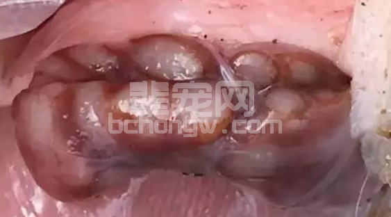 揭开养猪业“头号杀手”猪瘟的面具！