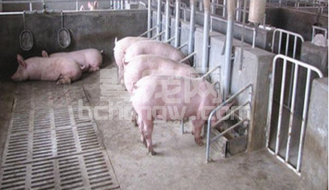 防治猪腹泻提高饲养管理水平是最关键的