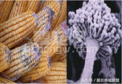你可能不知道，正在偷走你的猪场利润——霉菌毒素
