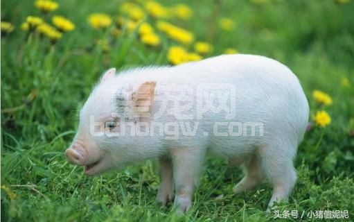 猪体内长期存留下来的毒素，需引起养殖户重视