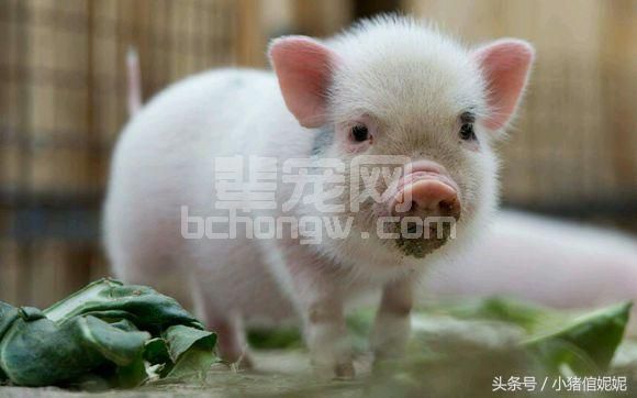 猪消化不良的简单治疗方案