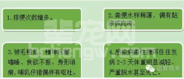 仔猪一死死一窝，太可怕了！