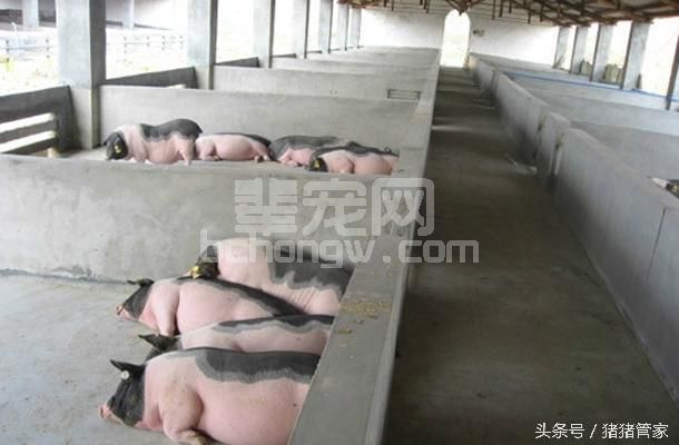 猪“磨牙”到底是啥原因？