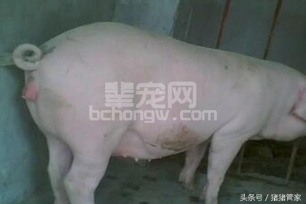 母猪为啥不发情？及母猪催情的方法！