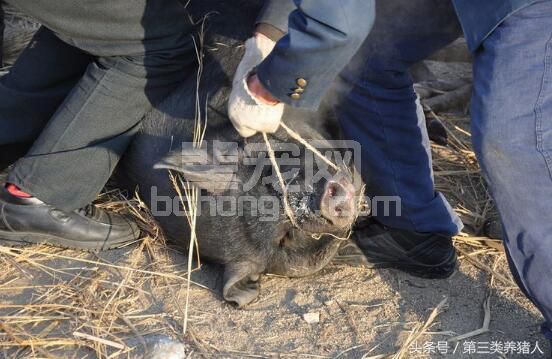 赶猪被猪拱翻在地！那是你不知道这些赶猪技巧